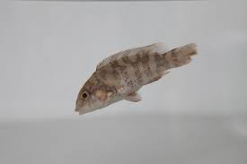 Image result for Tautoga onitis