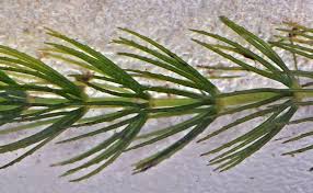Attēlu rezultāti vaicājumam “Ceratophyllum submersum leaf”