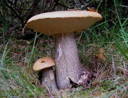 Attēlu rezultāti vaicājumam “Leccinum versipelle”