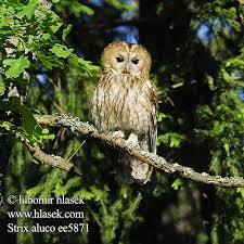 Image result for Strix aluco
