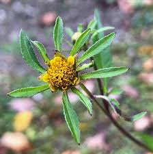 Attēlu rezultāti vaicājumam “Bidens frondosa fruit”