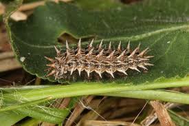 Attēlu rezultāti vaicājumam “Argynnis laodice”
