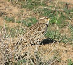 Image result for Melanocorypha bimaculata