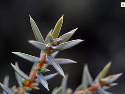 Attēlu rezultāti vaicājumam “Juniperus communis female flower”