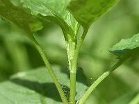 Attēlu rezultāti vaicājumam “Stellaria nemorum bud”