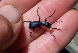 Attēlu rezultāti vaicājumam “Meloe sp.”