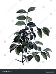 Attēlu rezultāti vaicājumam “Euonymus verrucosus leaf”