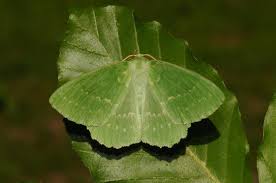 Attēlu rezultāti vaicājumam “Geometra papilionaria”