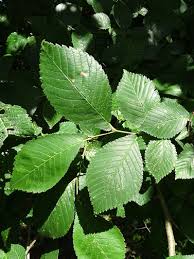 Attēlu rezultāti vaicājumam “Ulmus x hollandica”