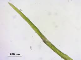 Attēlu rezultāti vaicājumam “Dicranella cerviculata”