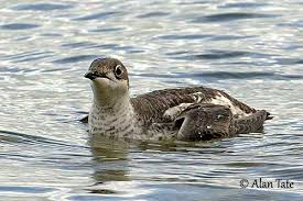 Image result for Brachyramphus perdix