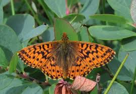 Attēlu rezultāti vaicājumam “Boloria aquilonaris underside”