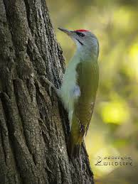 Attēlu rezultāti vaicājumam “Picus canus”