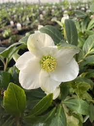 Attēlu rezultāti vaicājumam “Helleborus niger flower”