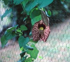 Attēlu rezultāti vaicājumam “Aristolochia durior flower”