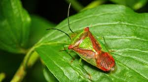 Attēlu rezultāti vaicājumam “Acanthosoma haemorrhoidale”