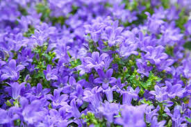 Image result for Campanula moesiaca