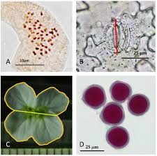 Attēlu rezultāti vaicājumam “Cardaminopsis arenosa bud”