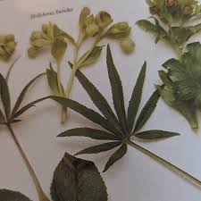 Image result for Helleborus foetidus