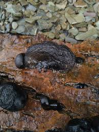 Attēlu rezultāti vaicājumam “Daldinia concentrica”