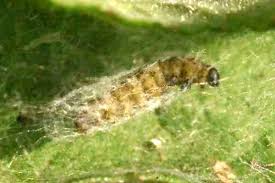 Attēlu rezultāti vaicājumam “Elachistidae”