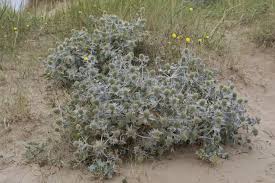 Attēlu rezultāti vaicājumam “Eryngium maritimum leaf”
