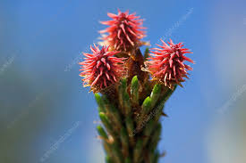 Attēlu rezultāti vaicājumam “Pinus sylvestris female flower”