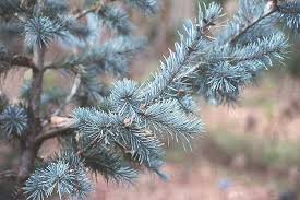 Attēlu rezultāti vaicājumam “Pseudotsuga menziesii”