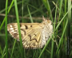 Attēlu rezultāti vaicājumam “Callistege mi”