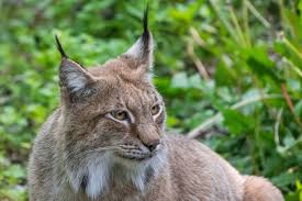 Image result for Lancashire Lynx