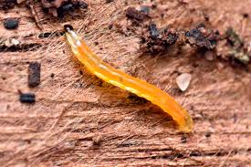 Attēlu rezultāti vaicājumam “Sciaridae”