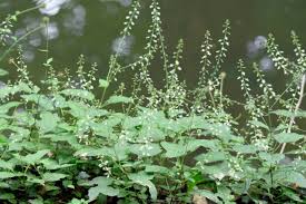 Attēlu rezultāti vaicājumam “Circaea lutetiana”