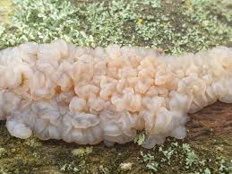 Attēlu rezultāti vaicājumam “Exidia thuretiana”