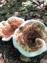 Attēlu rezultāti vaicājumam “Hydnellum sp.”