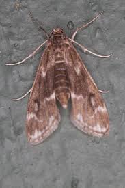 Attēlu rezultāti vaicājumam “Crambidae”