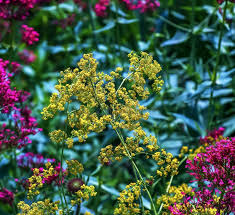 Attēlu rezultāti vaicājumam “Thalictrum flavum flower”