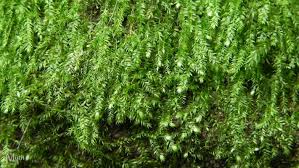 Attēlu rezultāti vaicājumam “Taxiphyllum wissgrillii”