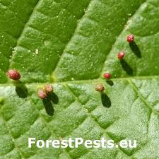 Attēlu rezultāti vaicājumam “Eriophyes padi”