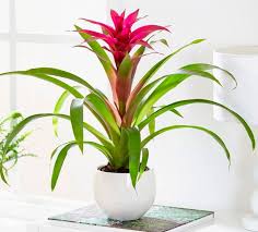 Картинки по запросу гусмания