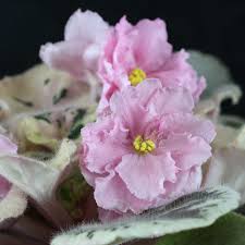 Image result for Saintpaulia ionantha Culitvar