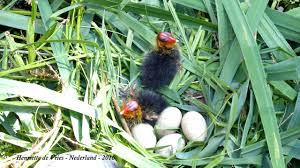 Attēlu rezultāti vaicājumam “Fulica atra eggs”