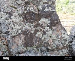 Attēlu rezultāti vaicājumam “Parmelia submontana”