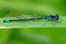 Attēlu rezultāti vaicājumam “Coenagrion pulchellum female”