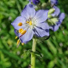 Attēlu rezultāti vaicājumam “Polemoniaceae”