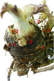 Attēlu rezultāti vaicājumam “Heracleum sosnowskyi fruit”