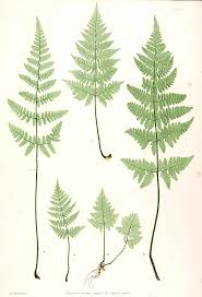 Attēlu rezultāti vaicājumam “Dryopteris dilatata”