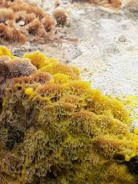 Attēlu rezultāti vaicājumam “Fuligo gyrosa plasmodium”