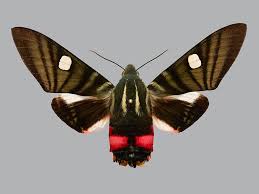 Attēlu rezultāti vaicājumam “Sphingidae”