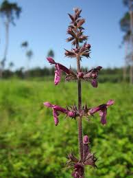 Attēlu rezultāti vaicājumam “Stachys sylvatica”