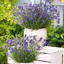 Image result for Lavendel